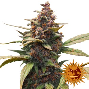 Семена Barneys farm Ayahuasca Purple feminized