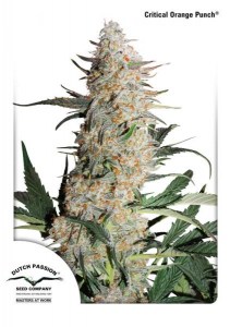 Семена Dutch Passion Critical Orange Punch feminized 5 шт.