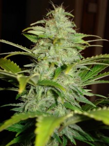 семена 'Auto Hindu Kush' autofeminized
