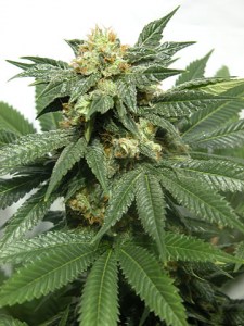 Семена Dutch Bulk Auto Bubblegum autofeminized 20 шт.