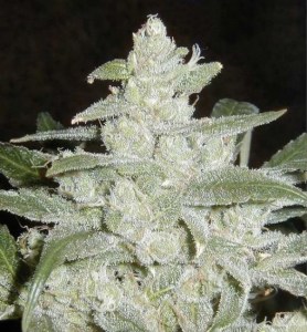 Семена Dutch Bulk Auto White Widow autofem 100 шт.