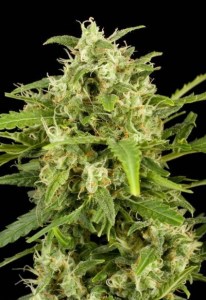 семена 'Critical+'  feminized