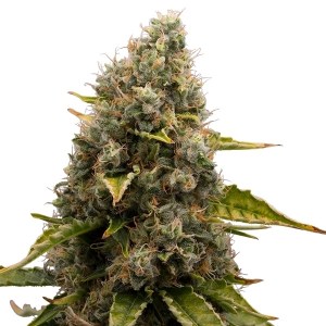 Семена Dutch Bulk White Widow feminized 20 шт.