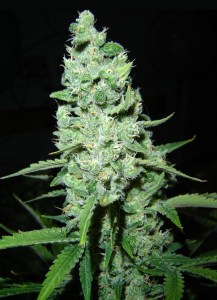 Семена Dutch Bulk AK-47 feminized 20 шт.