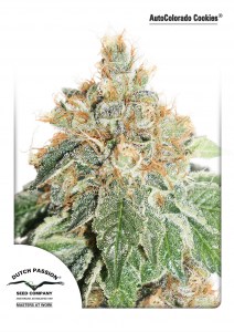 Семена Dutch Passion Auto Colorado Cookies autofem 7 шт.