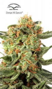 Семена Dutch Passion Orange Hill Special feminized 5 шт.