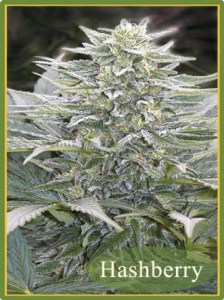 Семена Mandala seeds Hashberry regular
