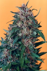 Семена Dutch Passion Hollands hope feminized