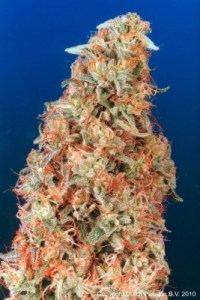 Семена Dutch Passion Power Plant feminized 5 шт.