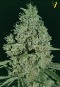 Семена Victory seeds Critical fem 5 шт.