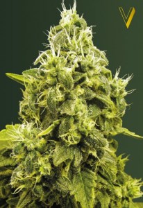 Семена Victory seeds Jack Herer fem 10 шт.