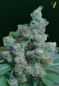 Семена Victory seeds NYV Diesel fem 5 шт.