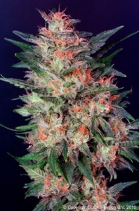 Семена Dutch Passion White Widow regular