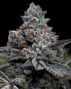 apple_fritter_fem