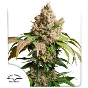 auto_red_tropicana_cookies