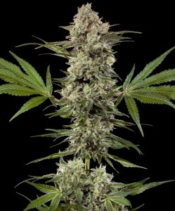 banana_runtz_f1_fem