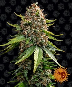 bf_white_widow_auto