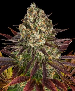 biscotti_fem