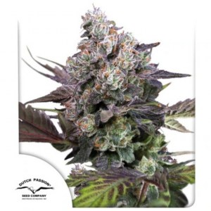 candy_bubatz_xl_fem