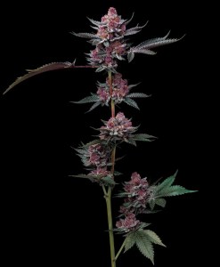 cherry_poppers_fem