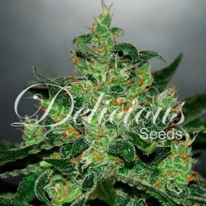 critical_jack_herer_auto