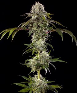 durban_poison_f1_fem