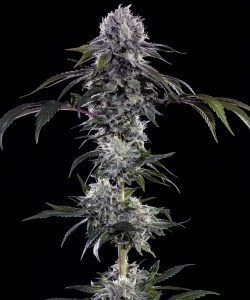 durban_z_f1_fem