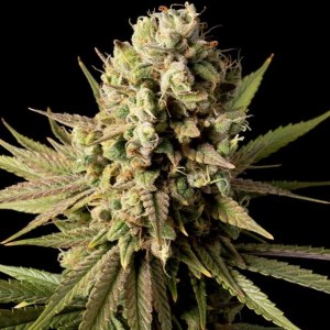 gorilla_gas_f1_fast_fem