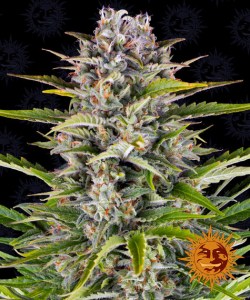 gorilla_zkittlez_auto