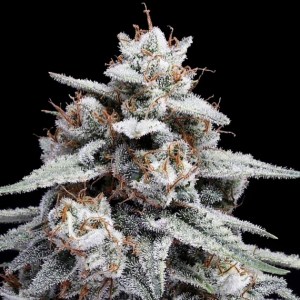 skywalker_kush_auto_dna