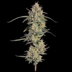 thai_cookies_auto