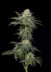 white_widow_fast_fem